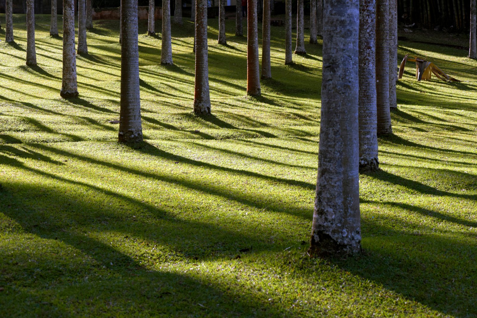 Symmetrical shadows of rational palm plantation